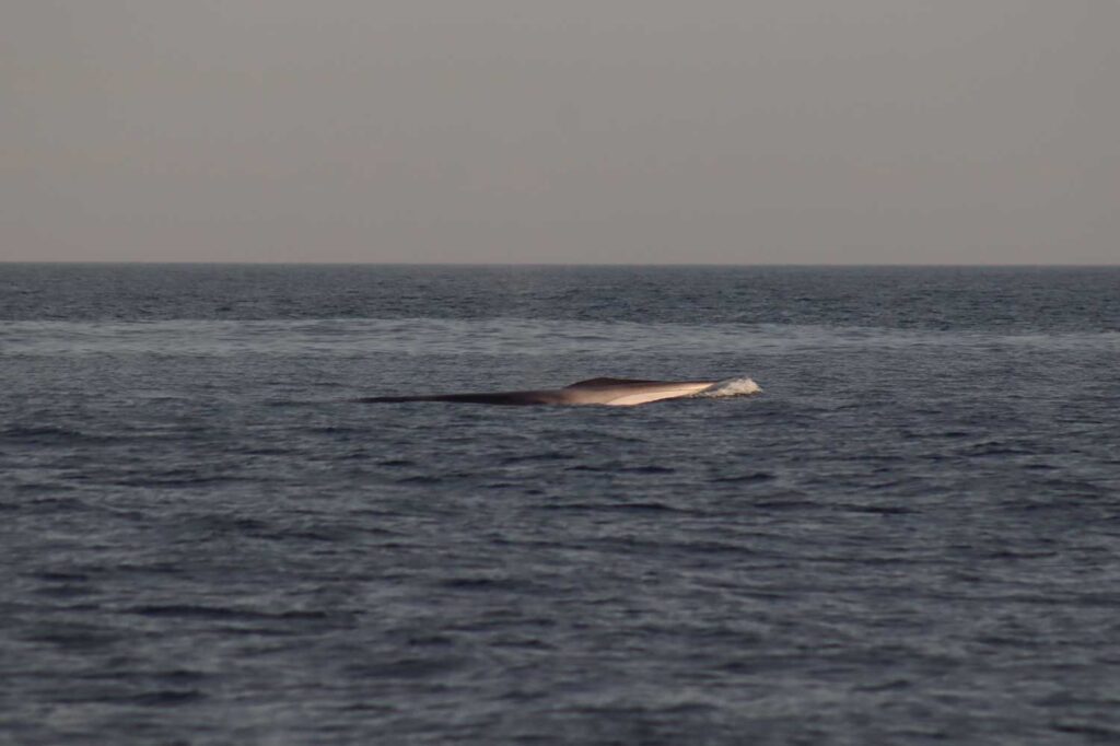 Avistamientos de ballenas en la costa da morte 00001