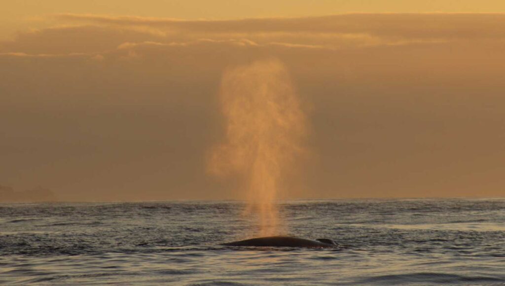 Avistamientos de ballenas en la costa da morte 00002
