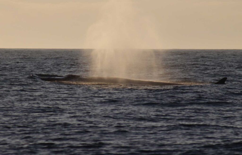 Avistamientos de ballenas en la costa da morte 00003