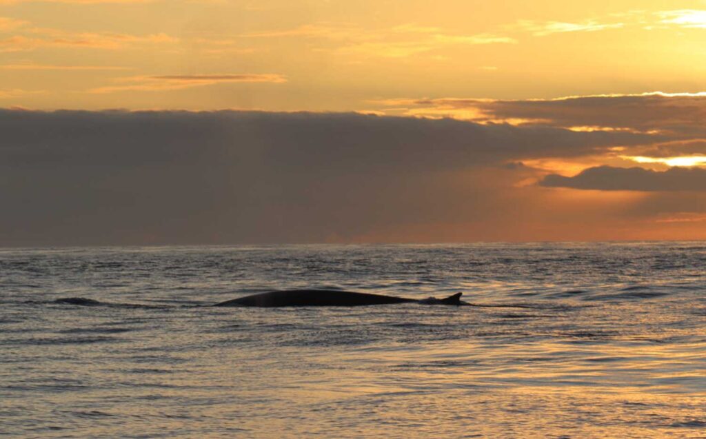 Avistamientos de ballenas en la costa da morte 00004