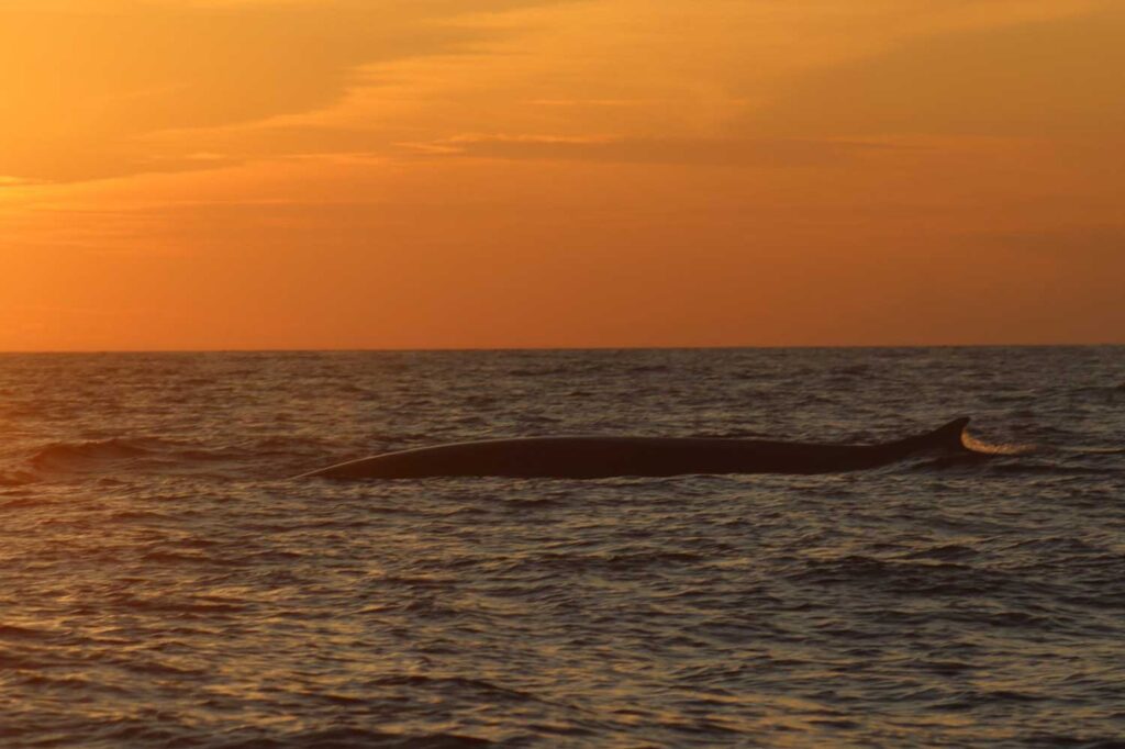 Avistamientos de ballenas en la costa da morte 00005