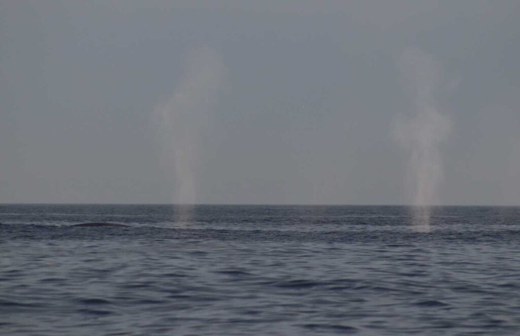 Avistamientos de ballenas en la costa da morte 00007