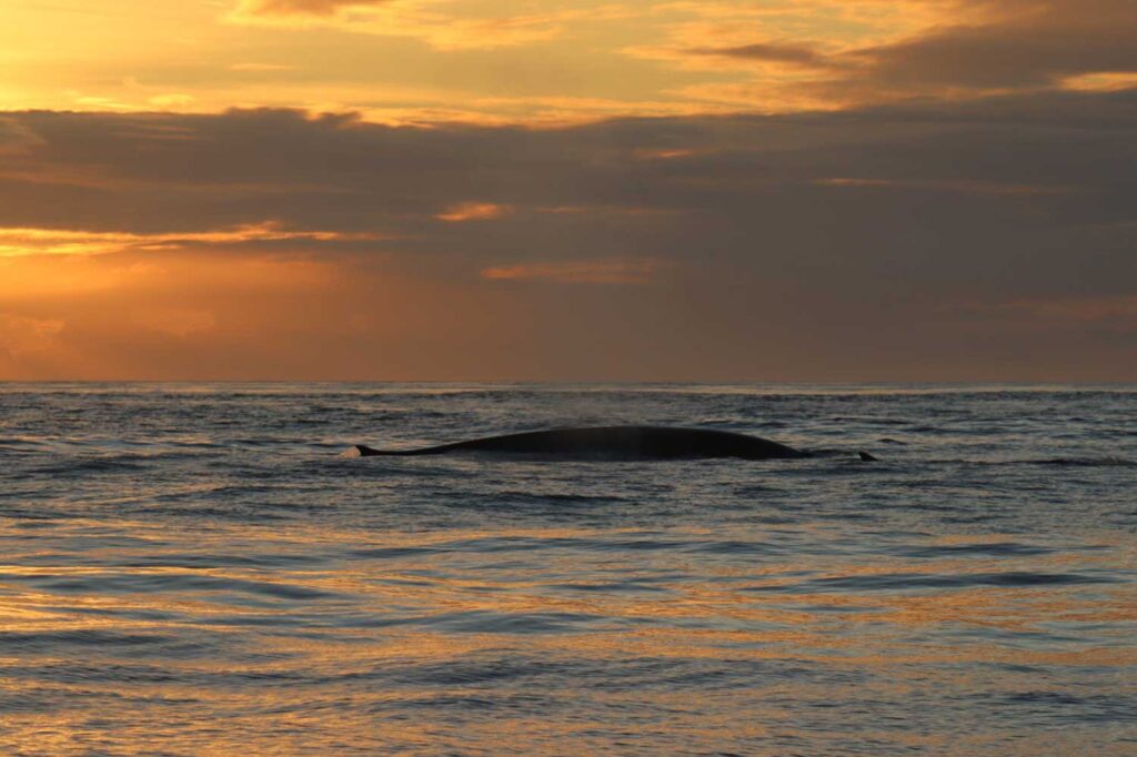 Avistamientos de ballenas en la costa da morte 00009