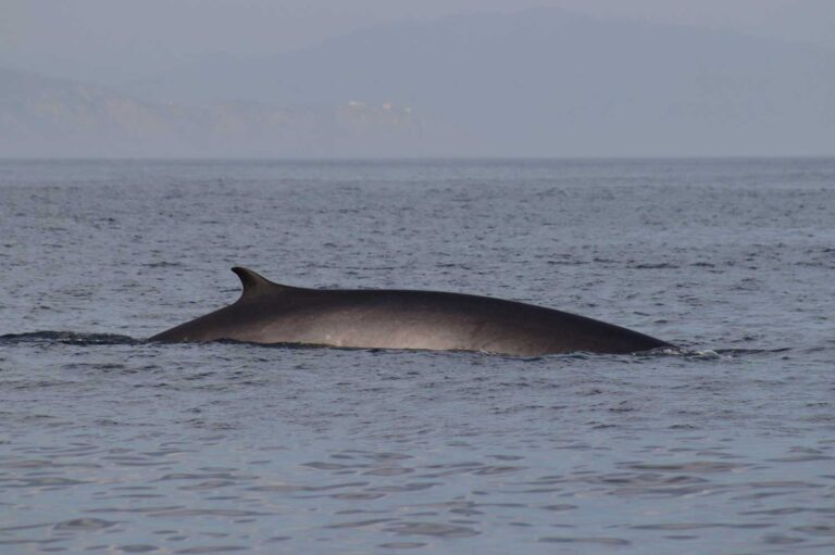 Avistamientos de ballenas en la costa da morte 00010