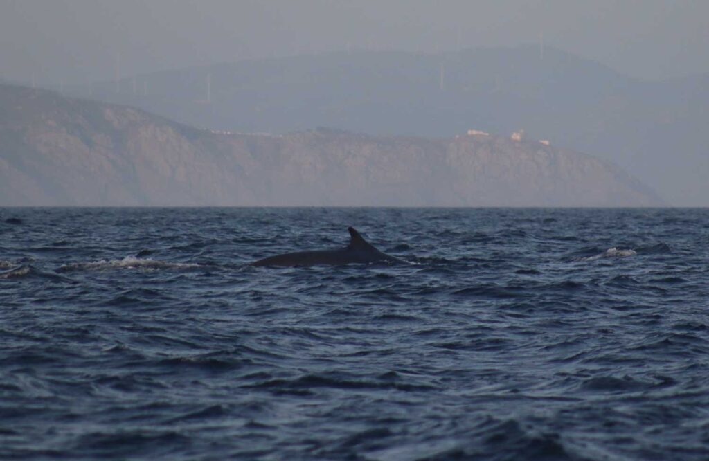 Avistamientos de ballenas en la costa da morte 00011