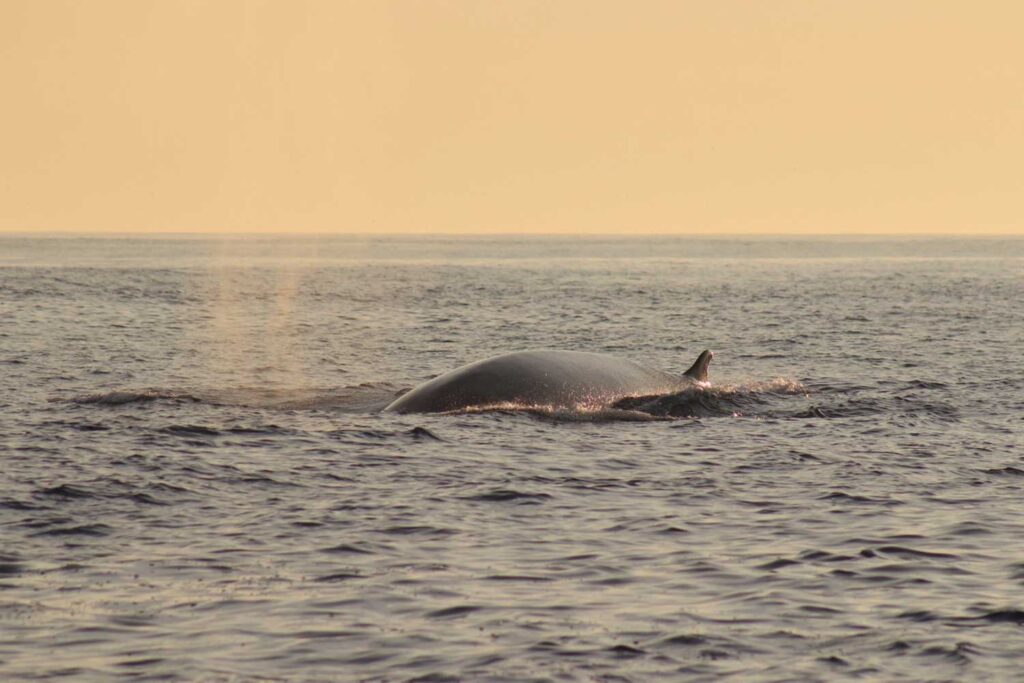 Avistamientos de ballenas en la costa da morte 00014