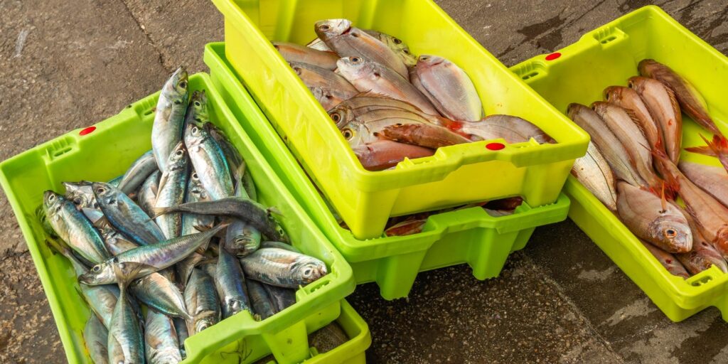 Pescado Fresco En Barco De Malpica 3