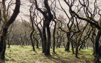 Carballeira da Devesa de Baio