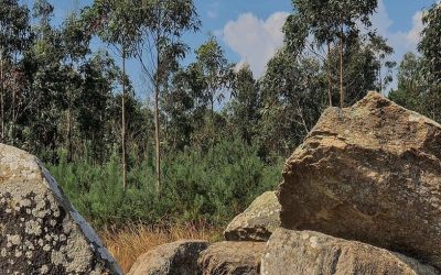 Pedra da Arca (de Cerqueda) (Malpica)