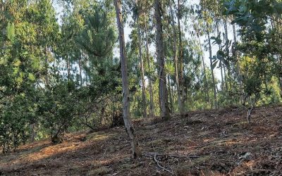 Arquiña de Vilaseco (Vimianzo)