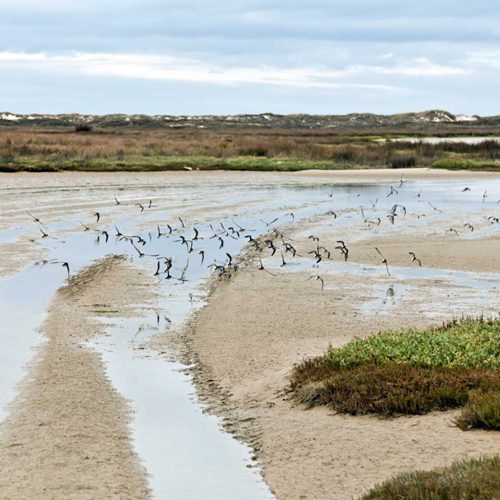 Aves En Baldaio (carballo)