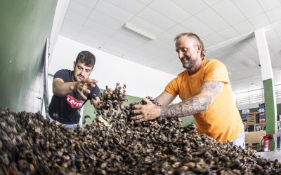 Festa Do Percebe Corme