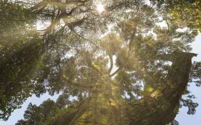 Jardín botánico instituto fernando blanco de lema