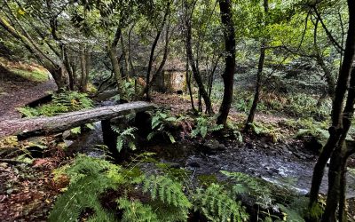 Paseo fluvial río negro muíños (muxía) 1