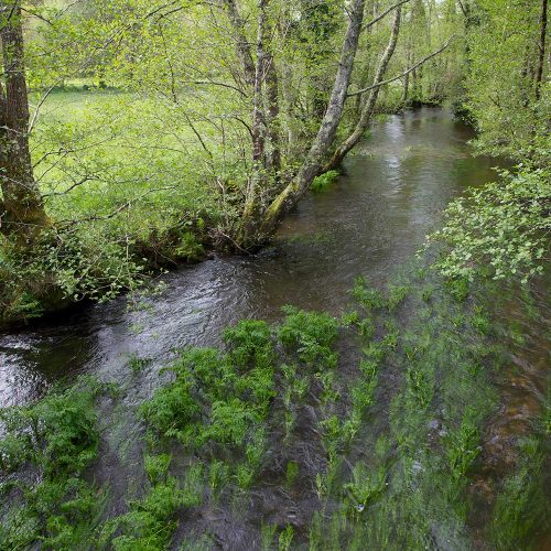 Río Anllóns (carballo)