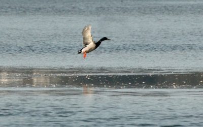 Mirador de Aves José Luís Rabuñal
