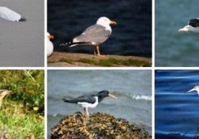 rutas-ornitologicas-1506687586